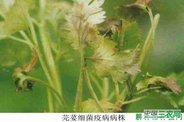 香菜细菌性疫病彩图(香菜 细菌)